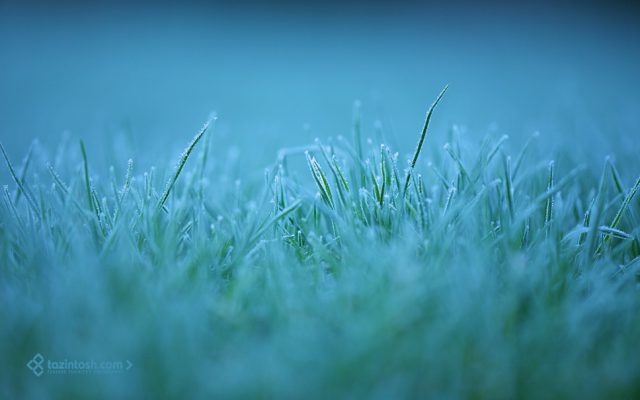 Fond d'écran • Matin gelé