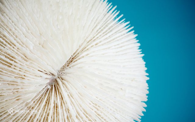 Fond d'écran • Corail