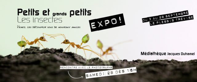 Exposition « Petits et Petits, les insectes »