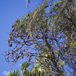  Grey-headed Flying-foxes