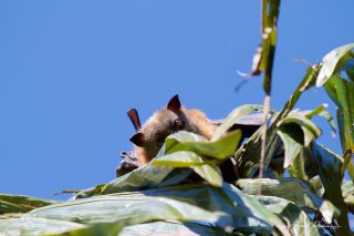  Grey-headed Flying-foxes