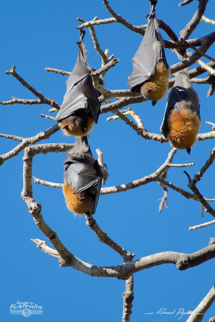  Grey-headed Flying-foxes