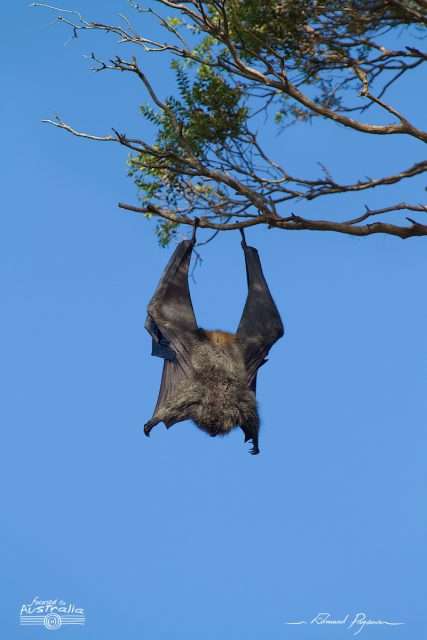  Grey-headed Flying-foxes