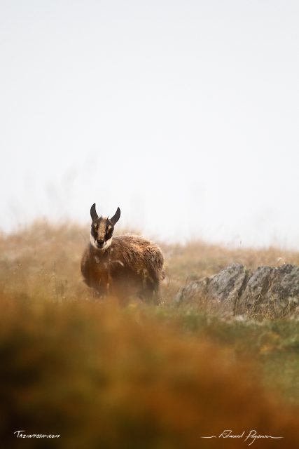 Chamois / Rupicapra rupicapra