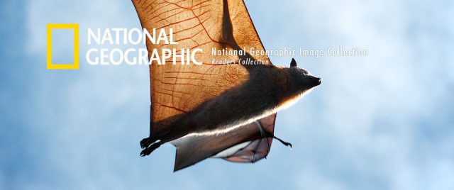 Wildlife &#038; fauna