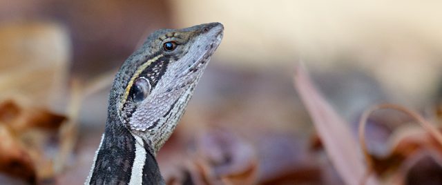 Amphibolurus gilberti - Gilbert's Dragon / Ta-Ta Lizard